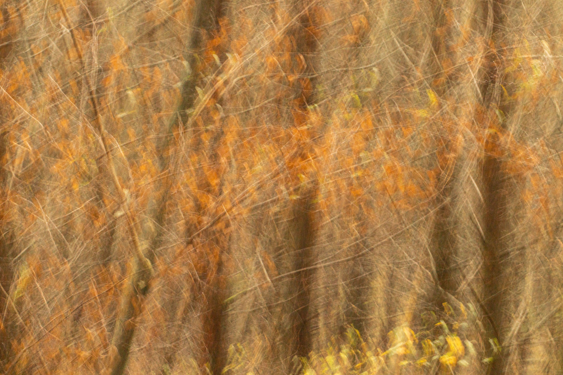 Herfstbos (ICM), Residence Rhenen oktober 2025