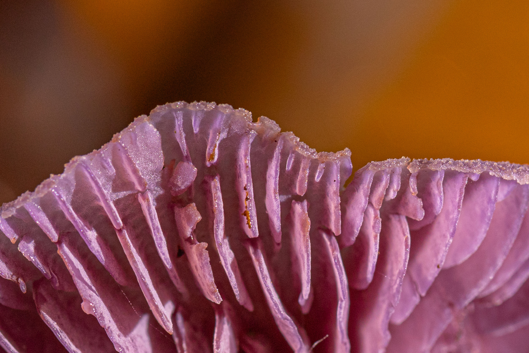 Amethistzwam, Residence Rhenen oktober 2025