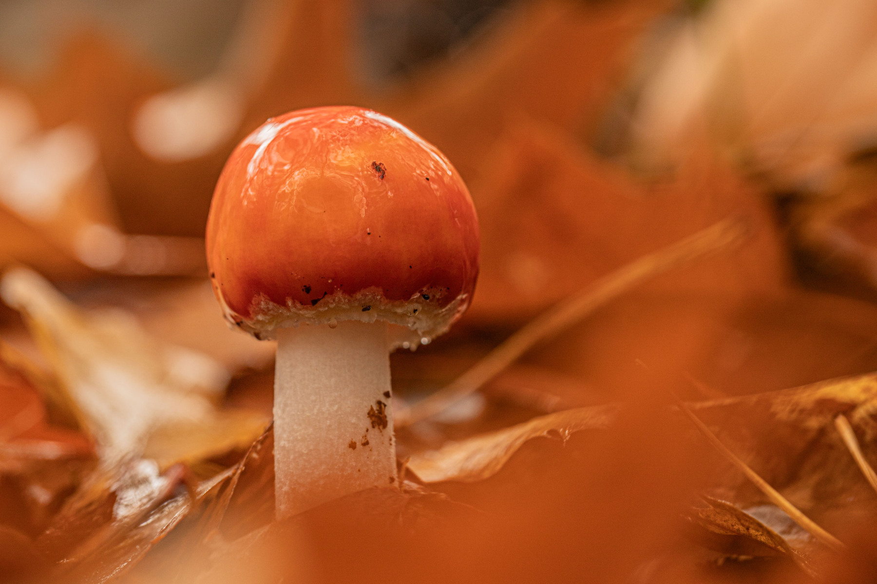 Mooi rood, Residence Rhenen oktober 2025