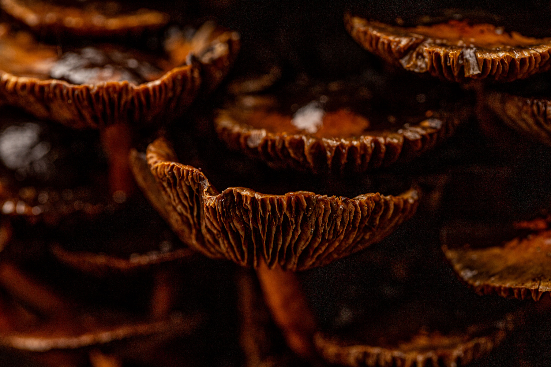 Verval, Residence Rhenen oktober 2025