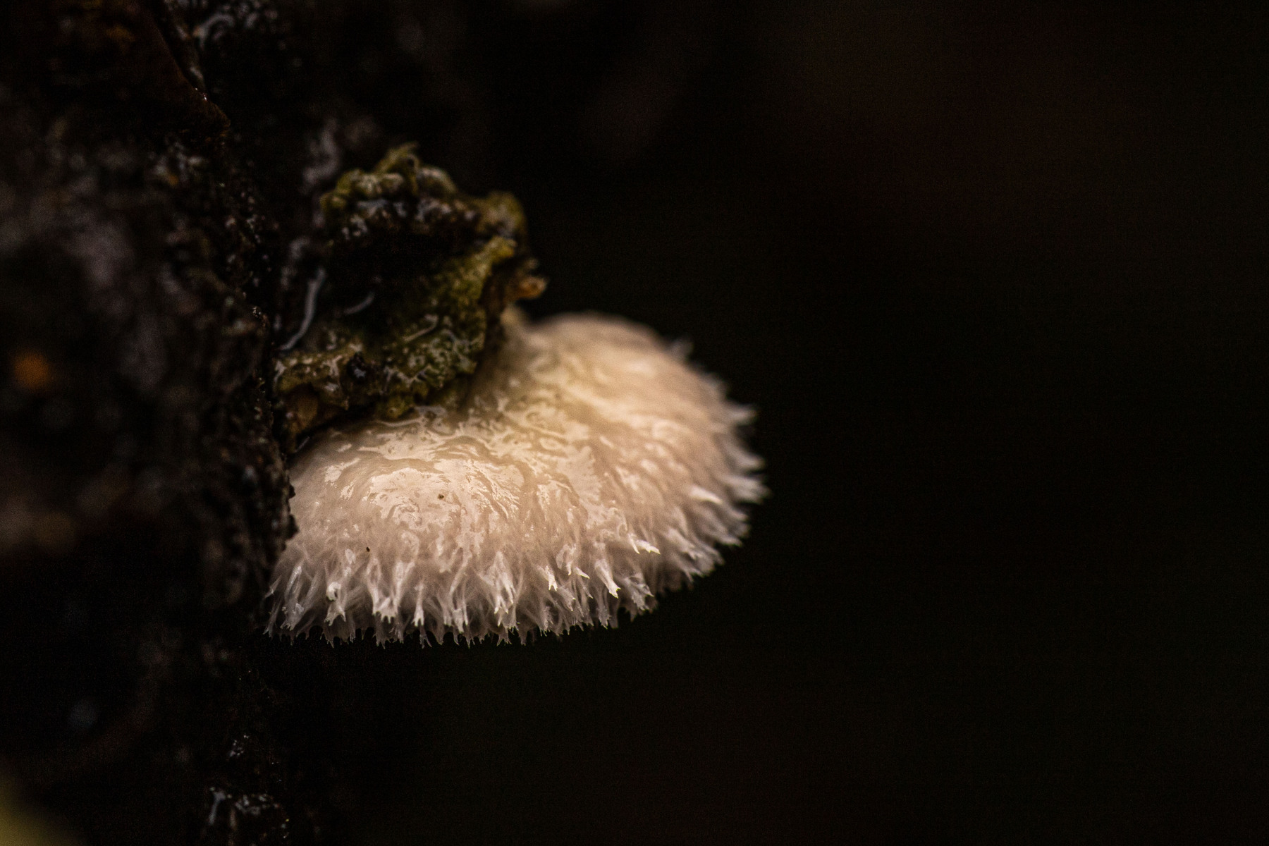 Poederdons, Residence Rhenen oktober 2025