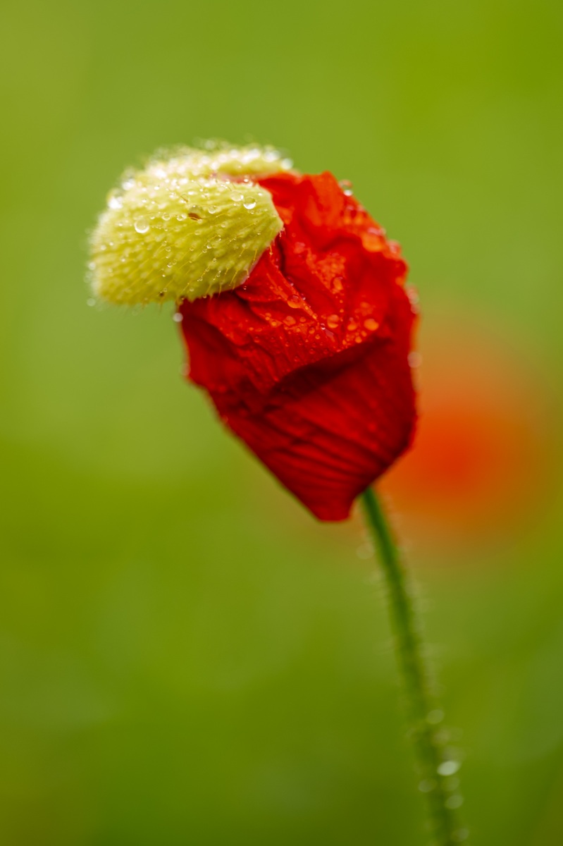 Belmonte Arboretum 4737