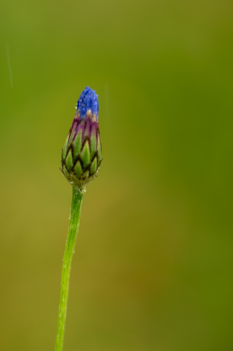 Belmonte Arboretum 4787