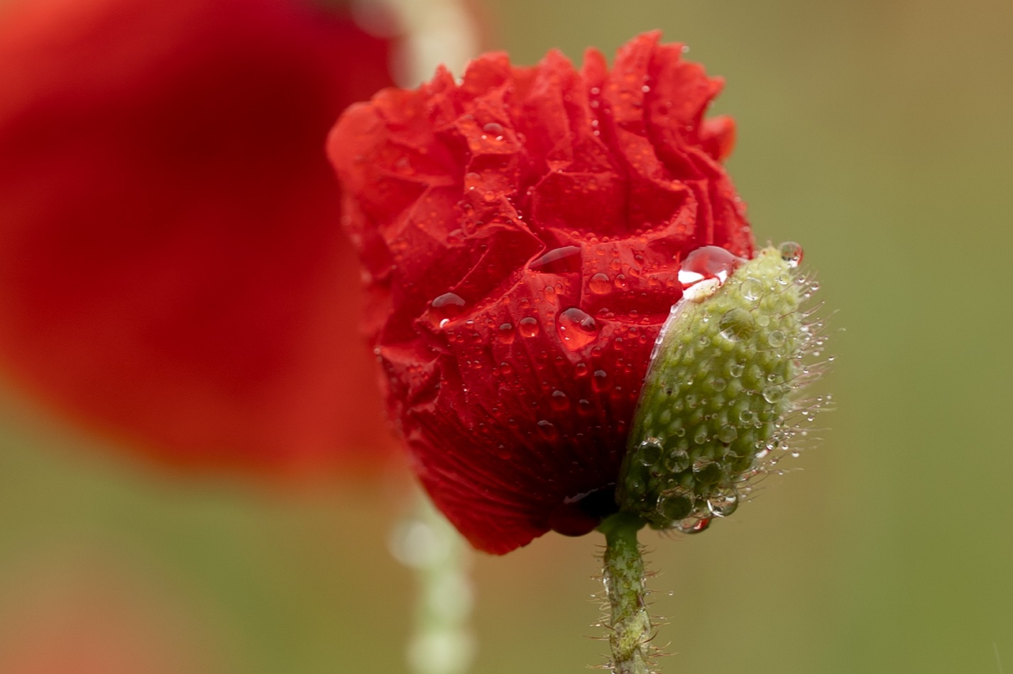 Belmonte Arboretum 4820