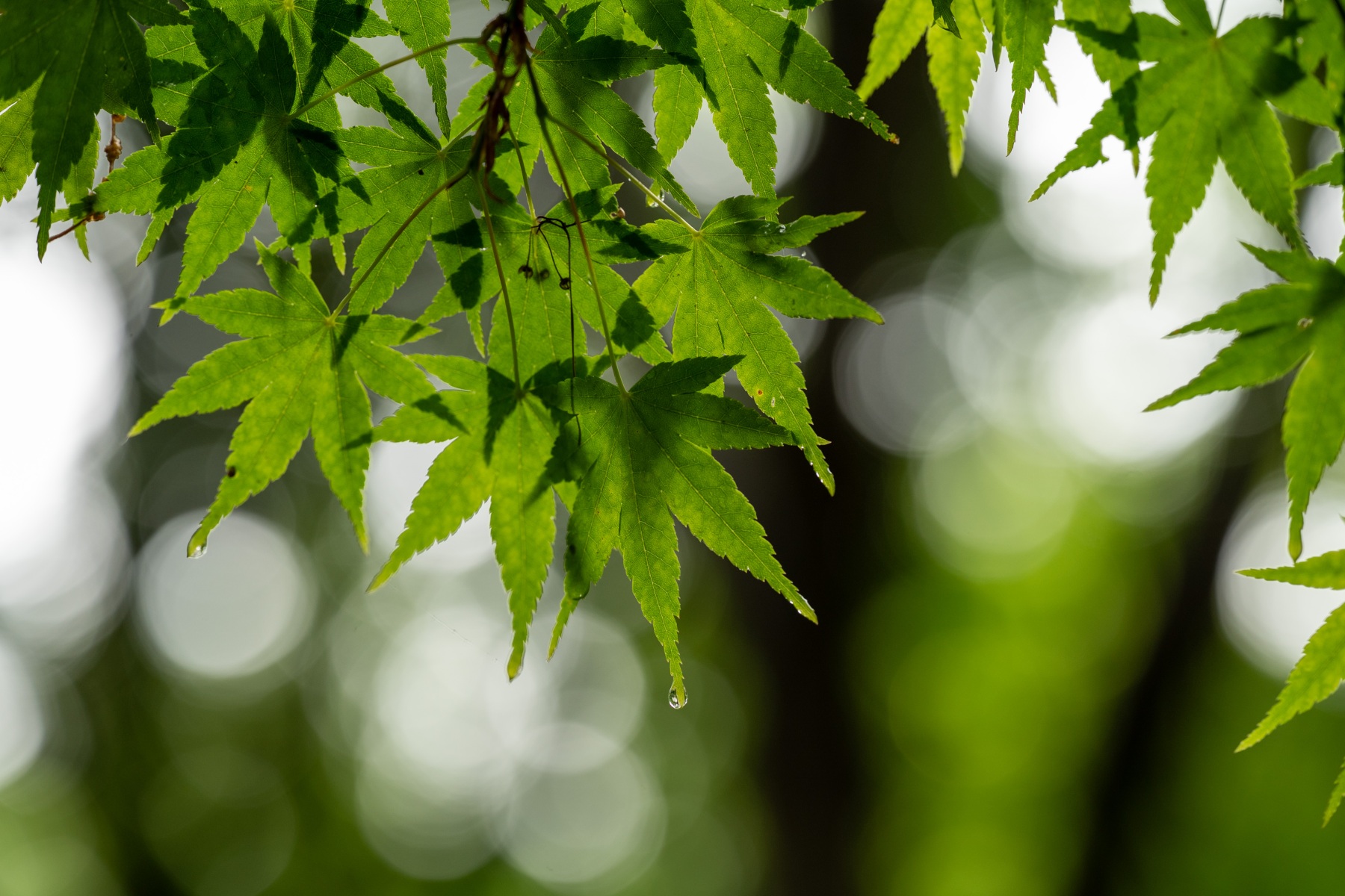 Belmonte Arboretum 4841