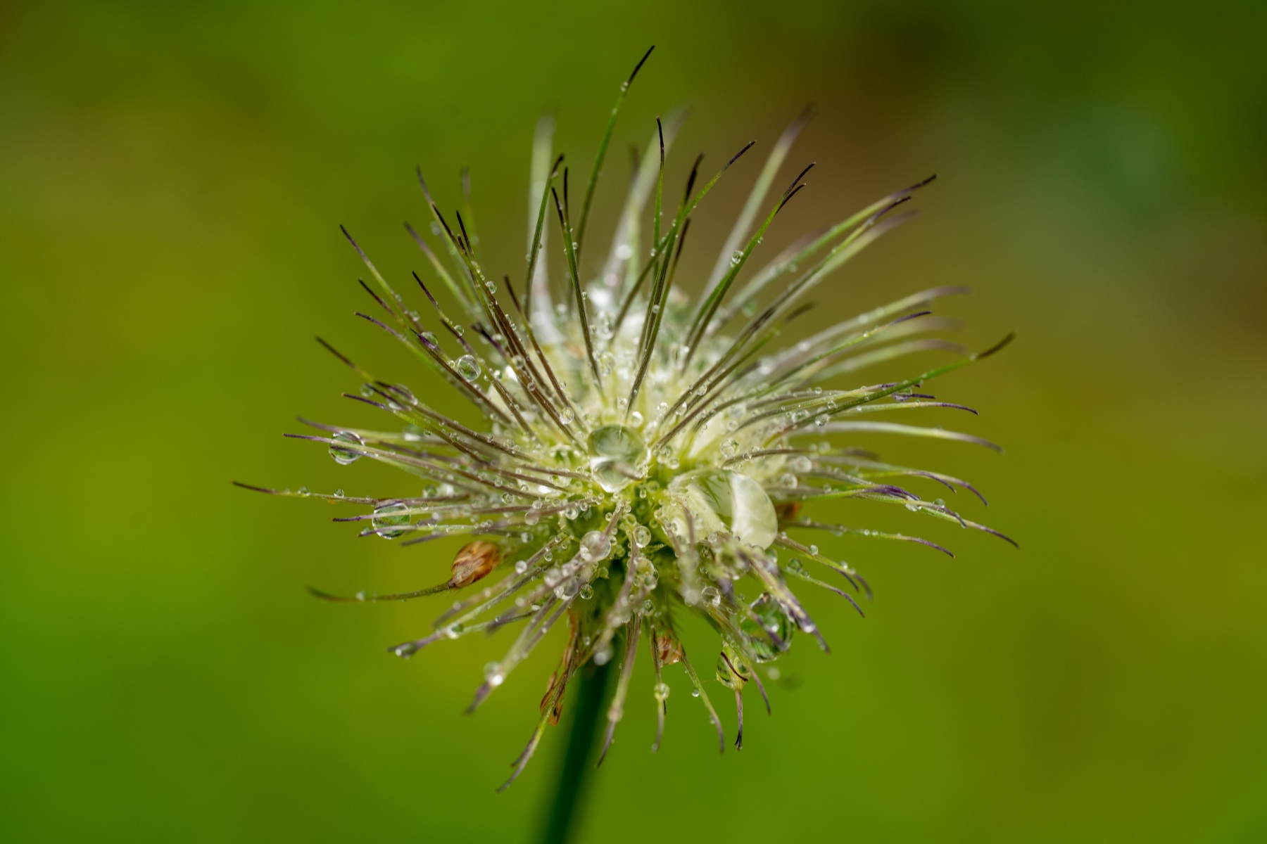 Belmonte Arboretum 4852