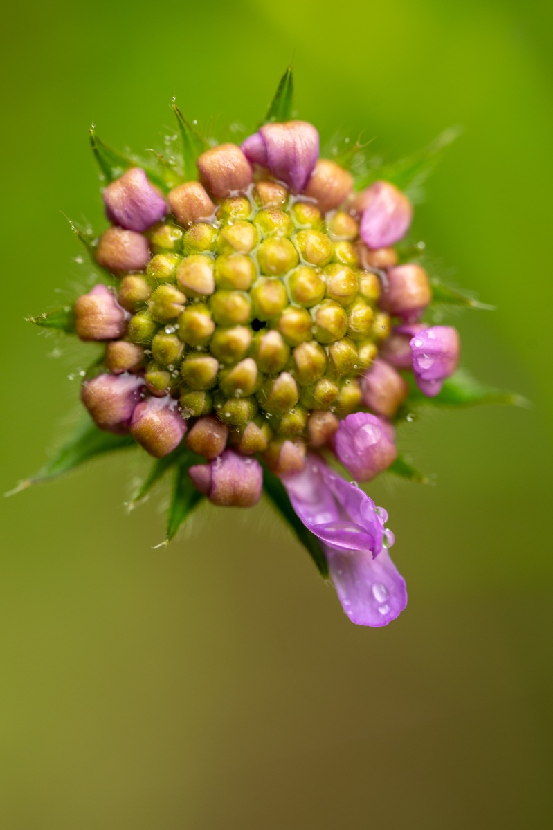 Belmonte Arboretum 4853