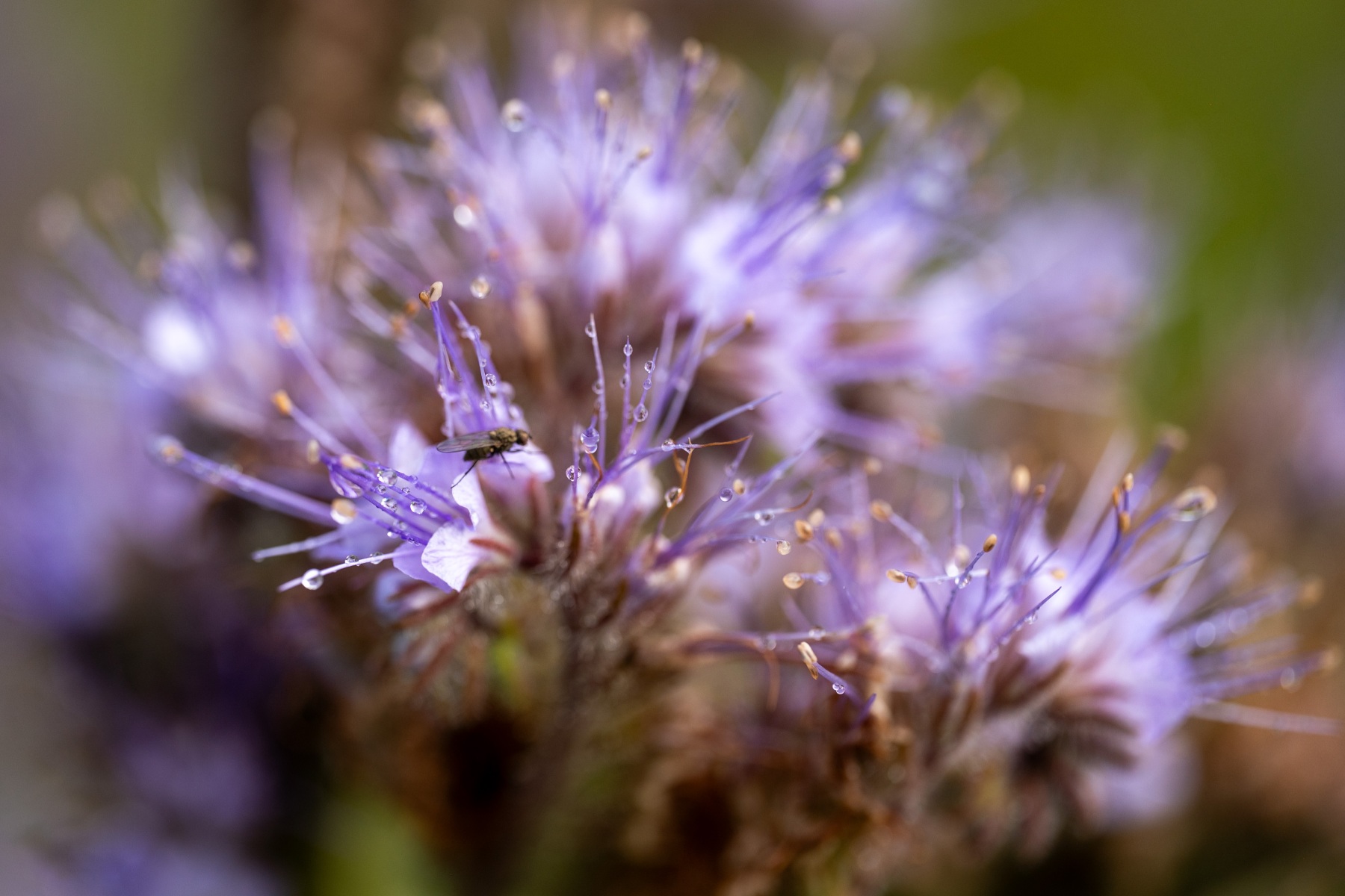 Belmonte Arboretum 4895