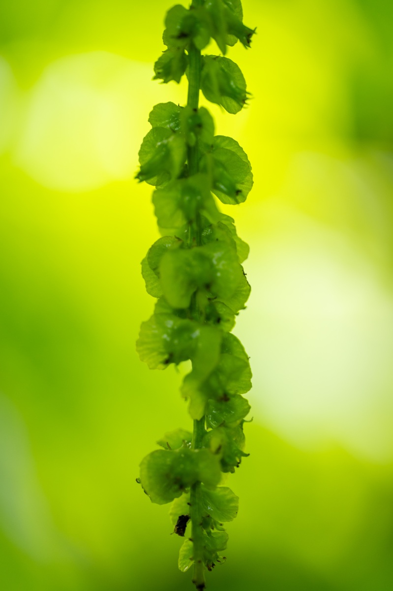 Belmonte Arboretum 4904