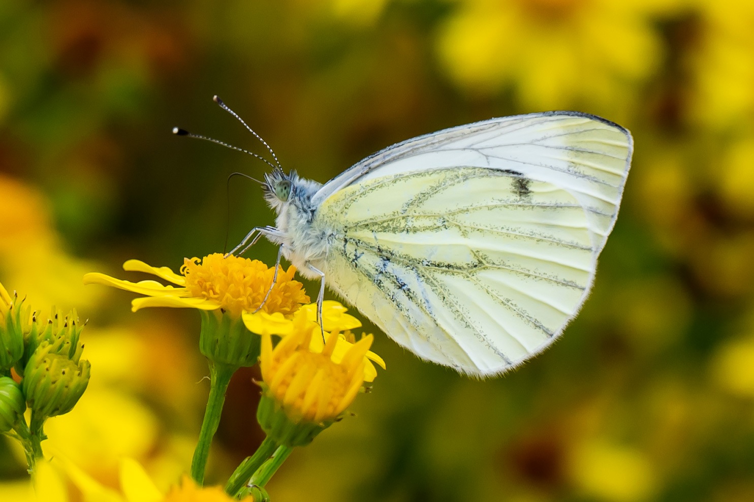 Binnenveldse Hooilanden Bennekom 3570