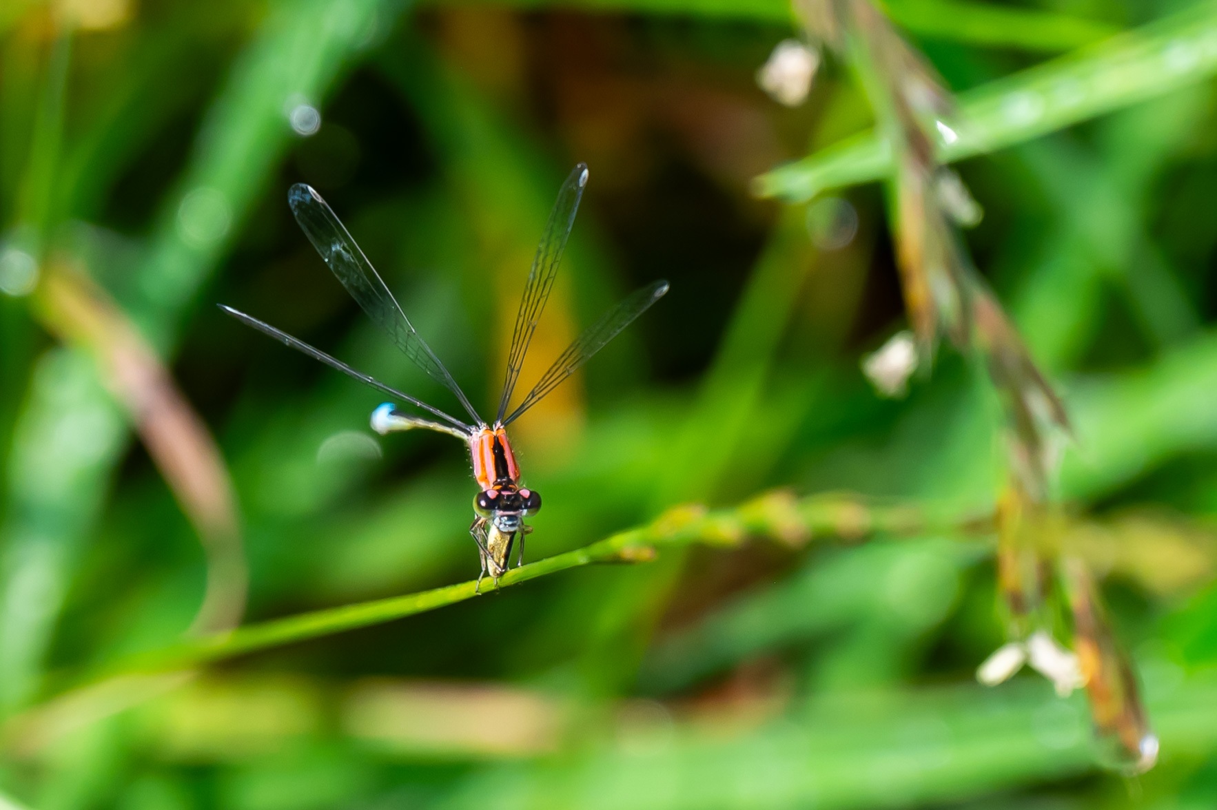 Binnenveldse Hooilanden Bennekom 3606