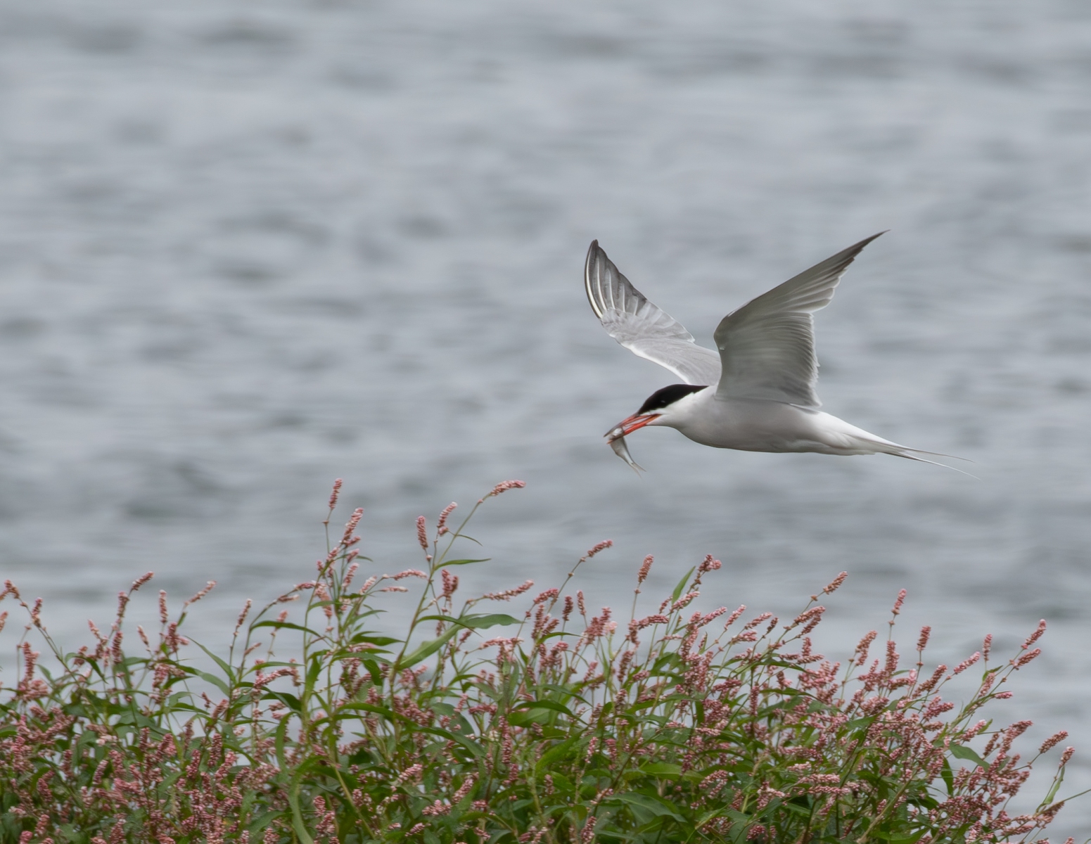 Kraaijenbergse plassen
