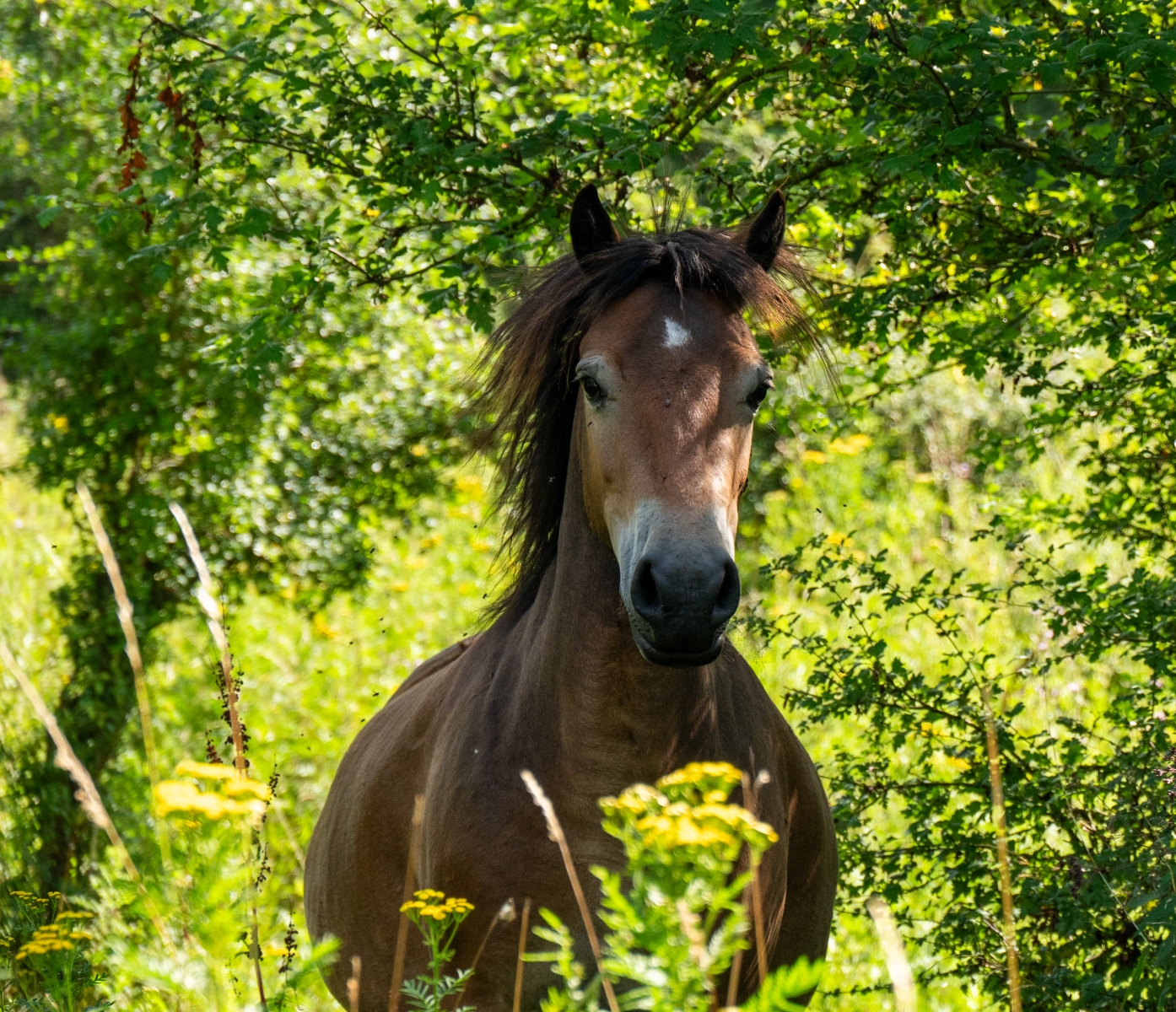 Kraaijenbergse plassen 1733