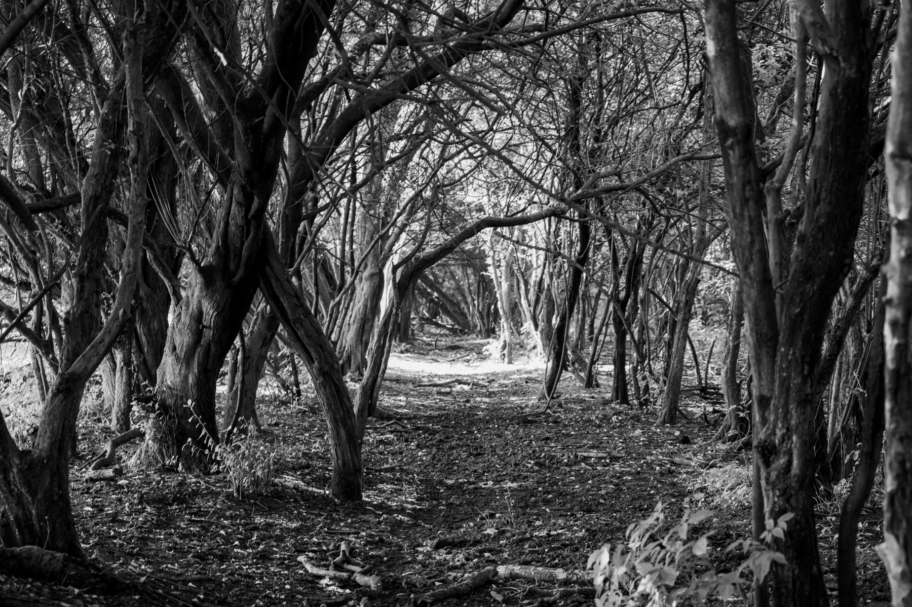 Kraaijenbergse plassen 1758