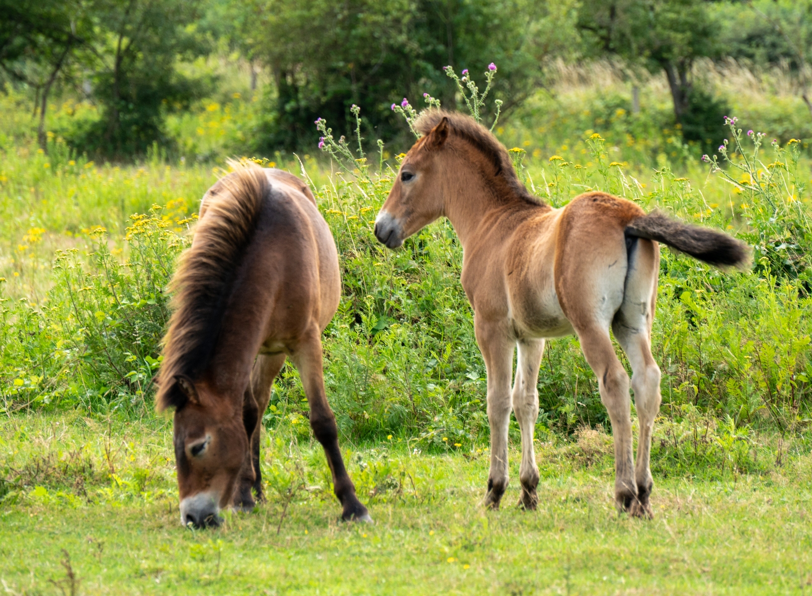 Kraaijenbergse plassen 1815