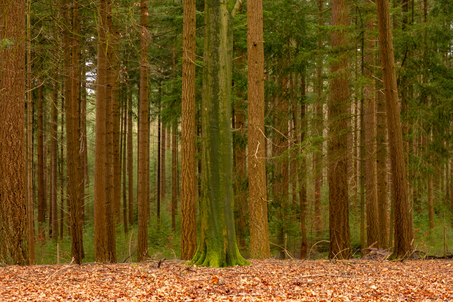 Kroondomein Apeldoorn 2268