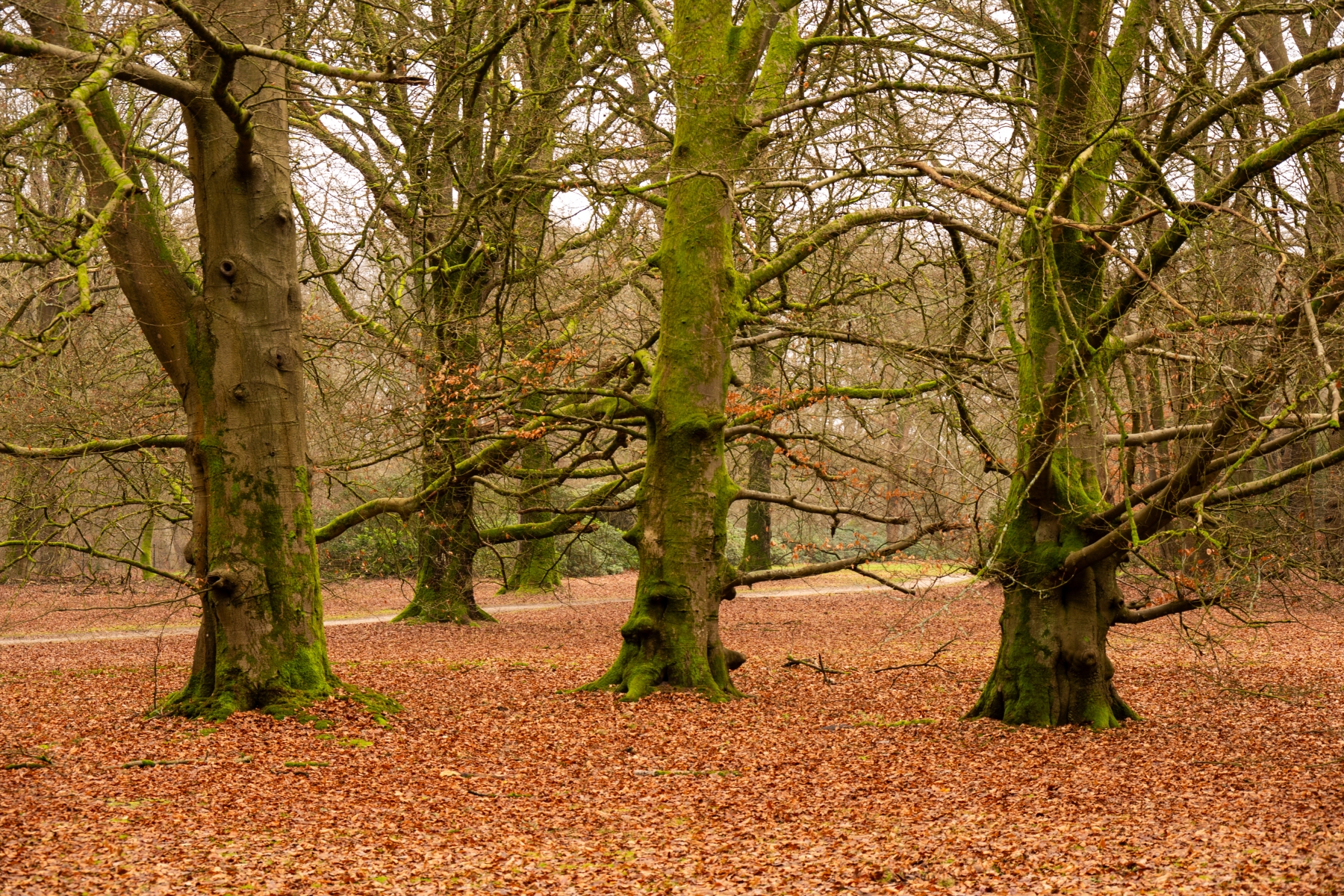 Kroondomein Apeldoorn 2375