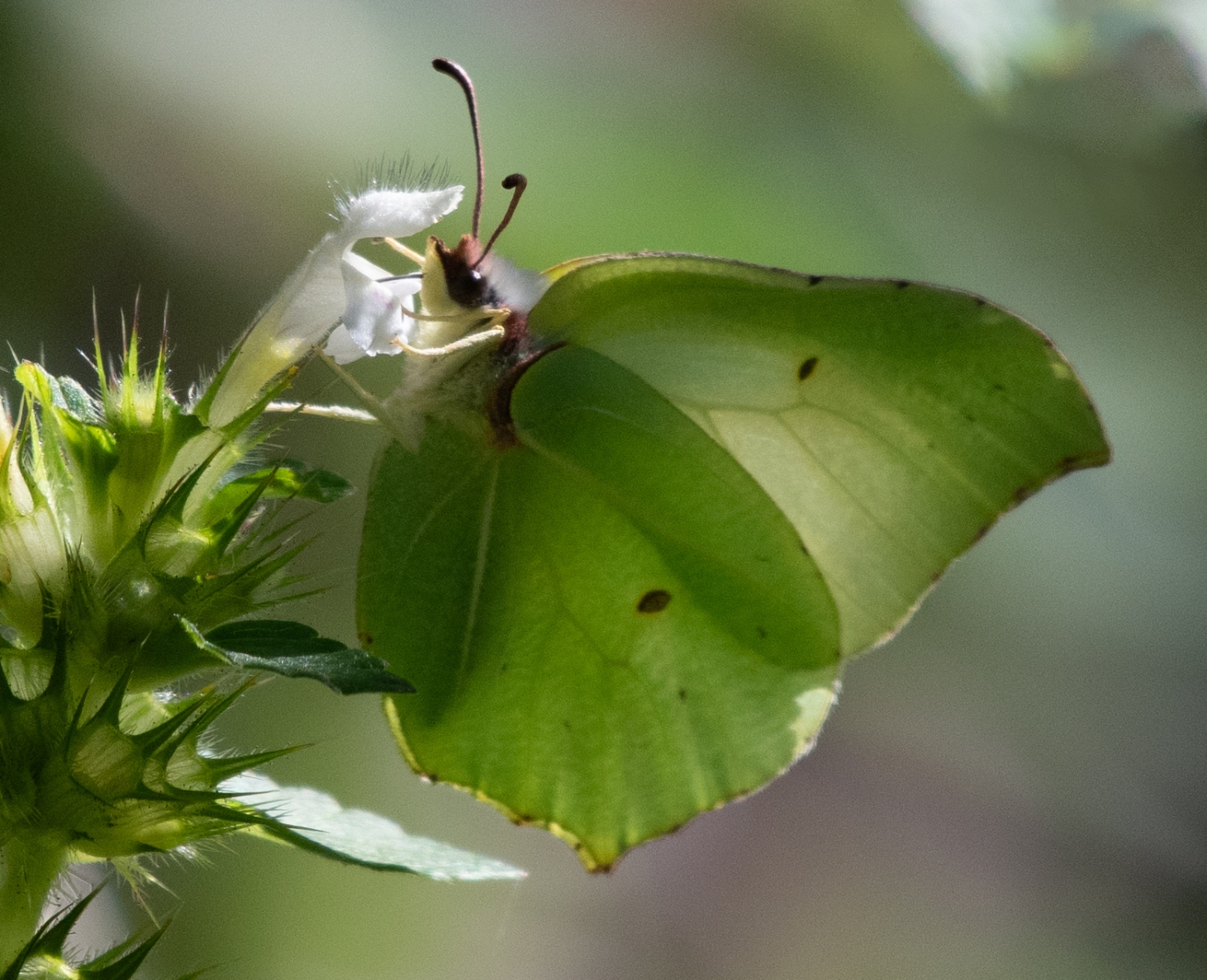 Landgoed Vrijland 8276
