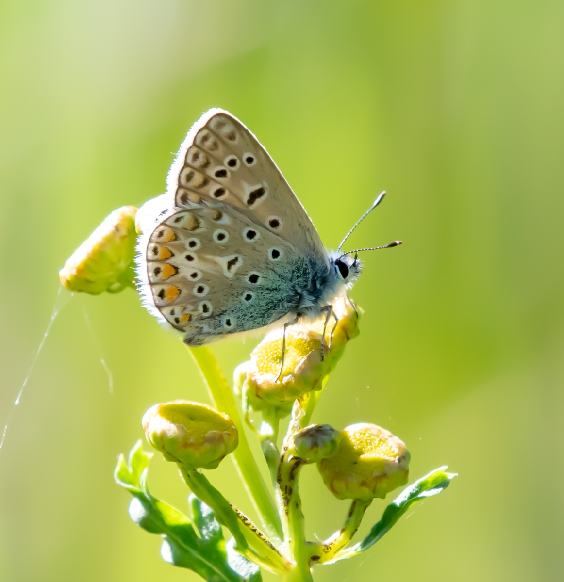 Landgoed Vrijland 8304