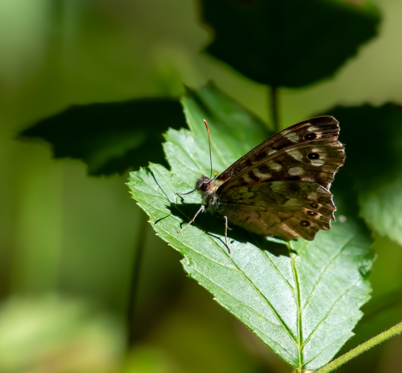 Landgoed Vrijland 8342