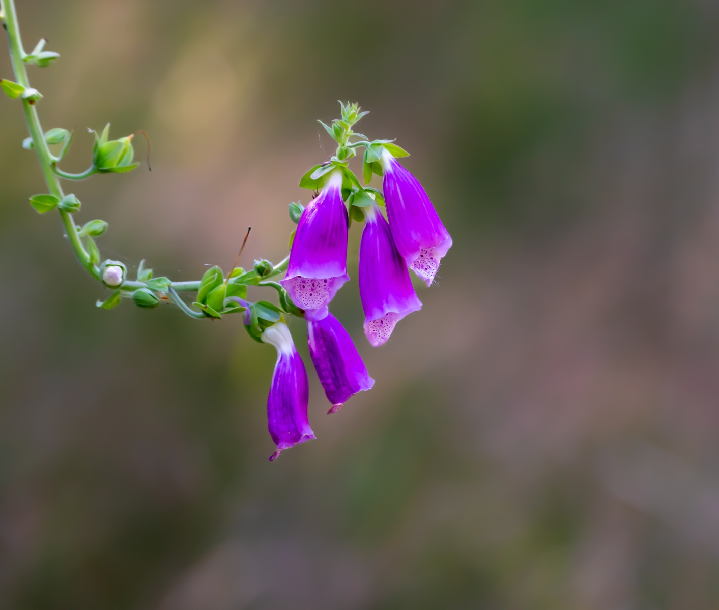 Landgoed Vrijland 8361
