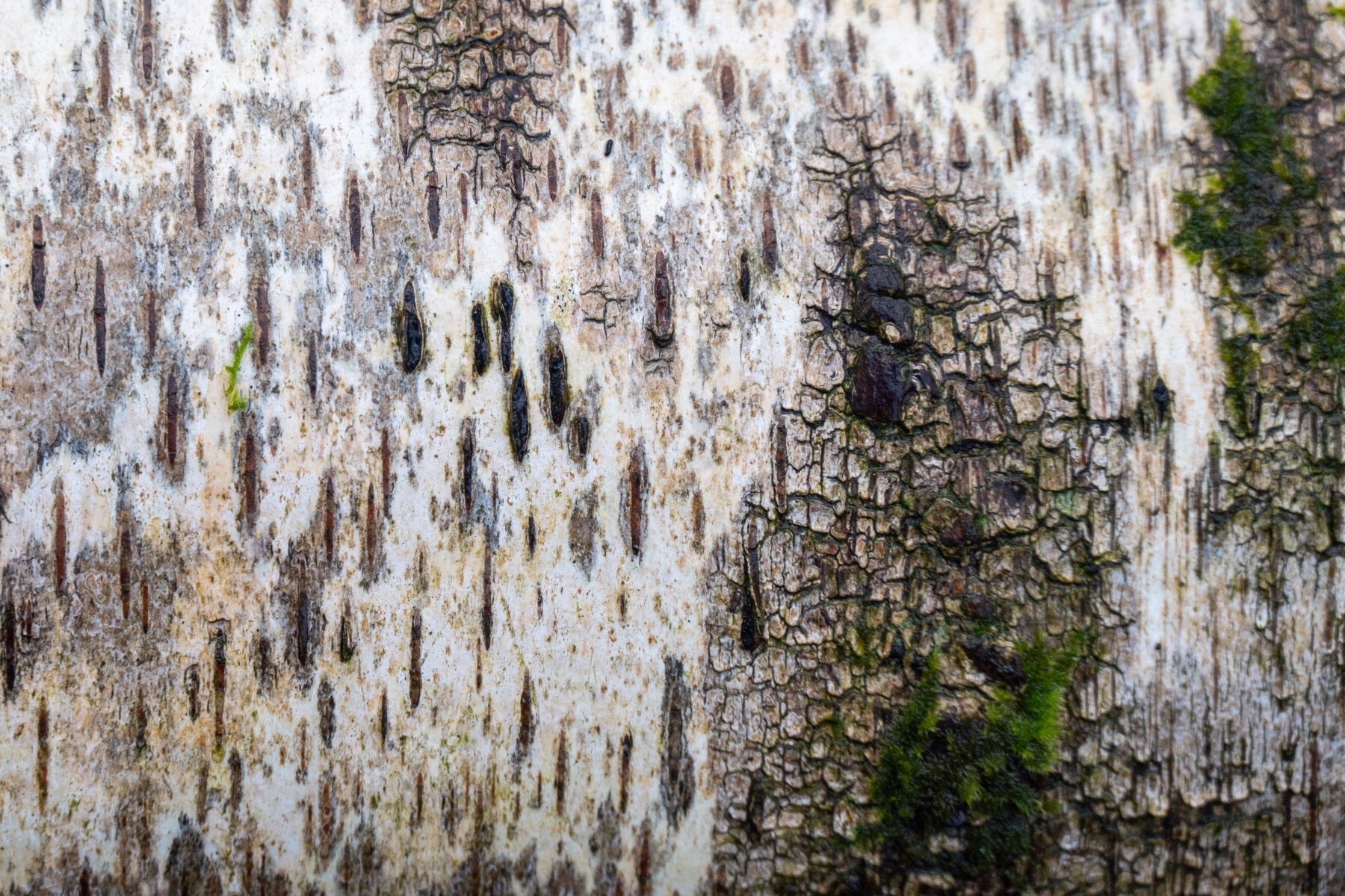 Onzalige bossen 0670