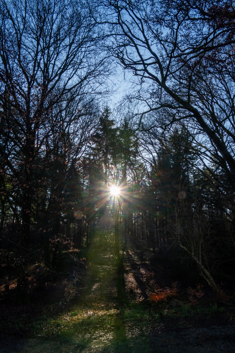 Onzalige bossen 0718