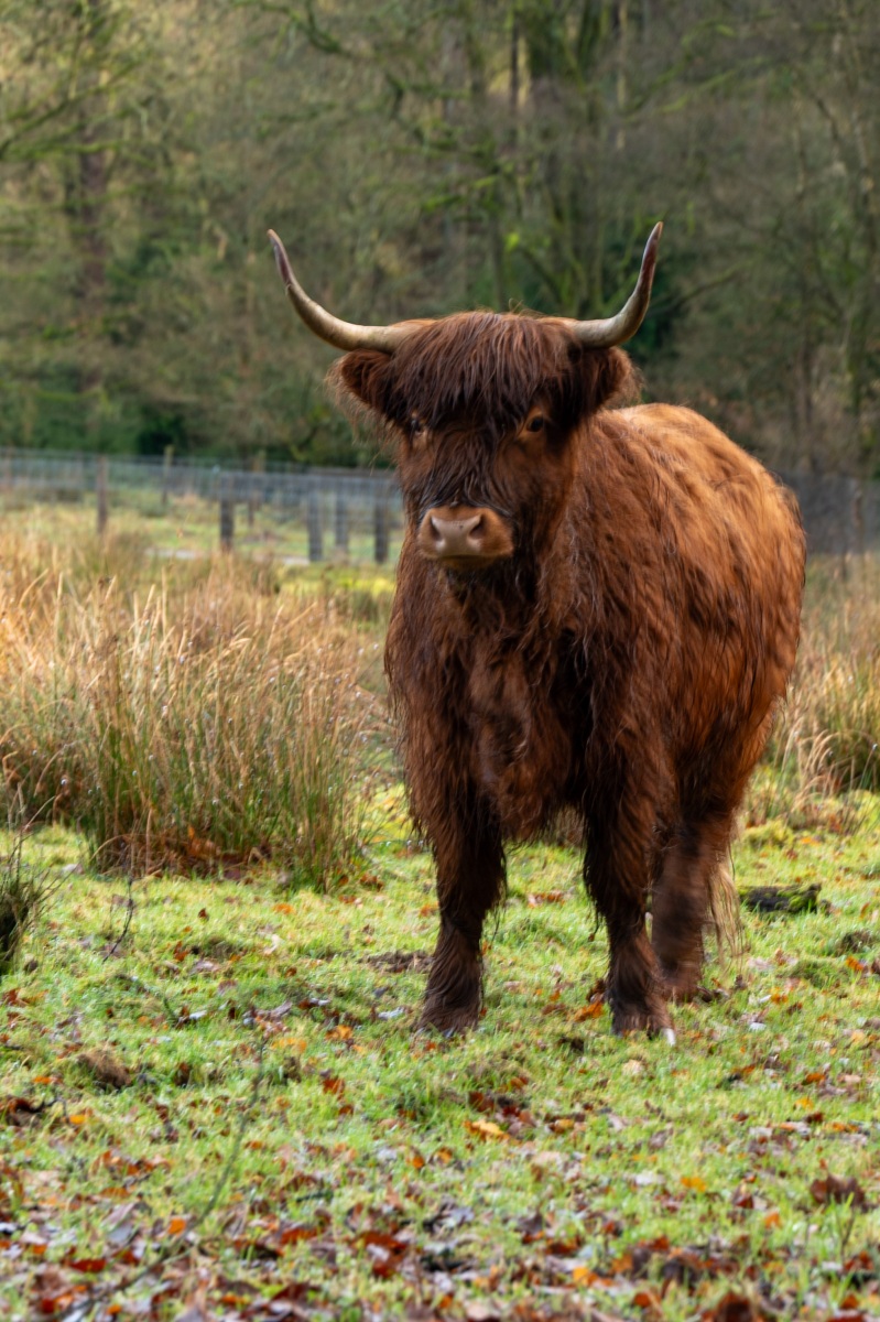 Onzalige bossen 0757