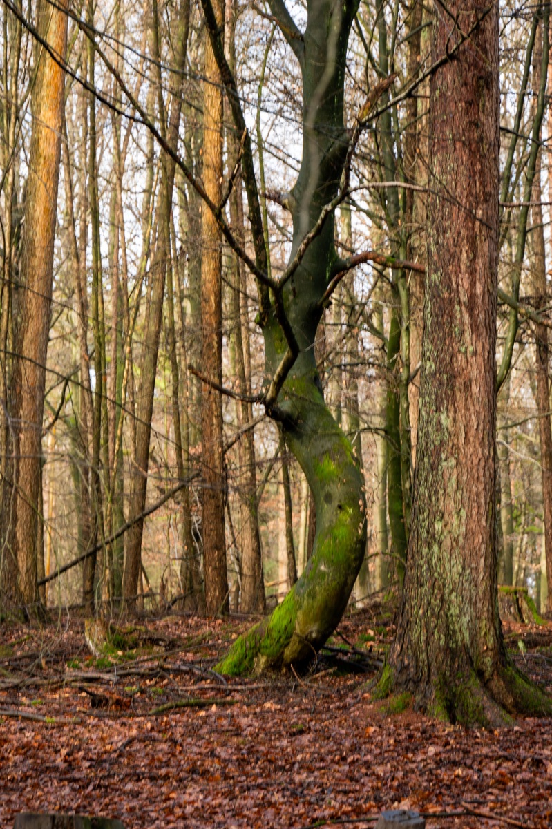 Onzalige bossen 0763