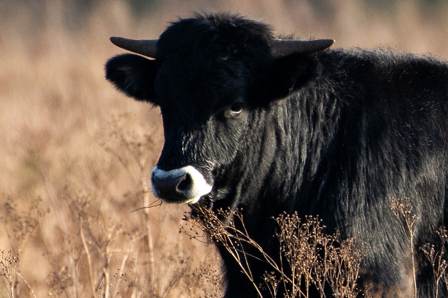 Planken Wambuis 1929