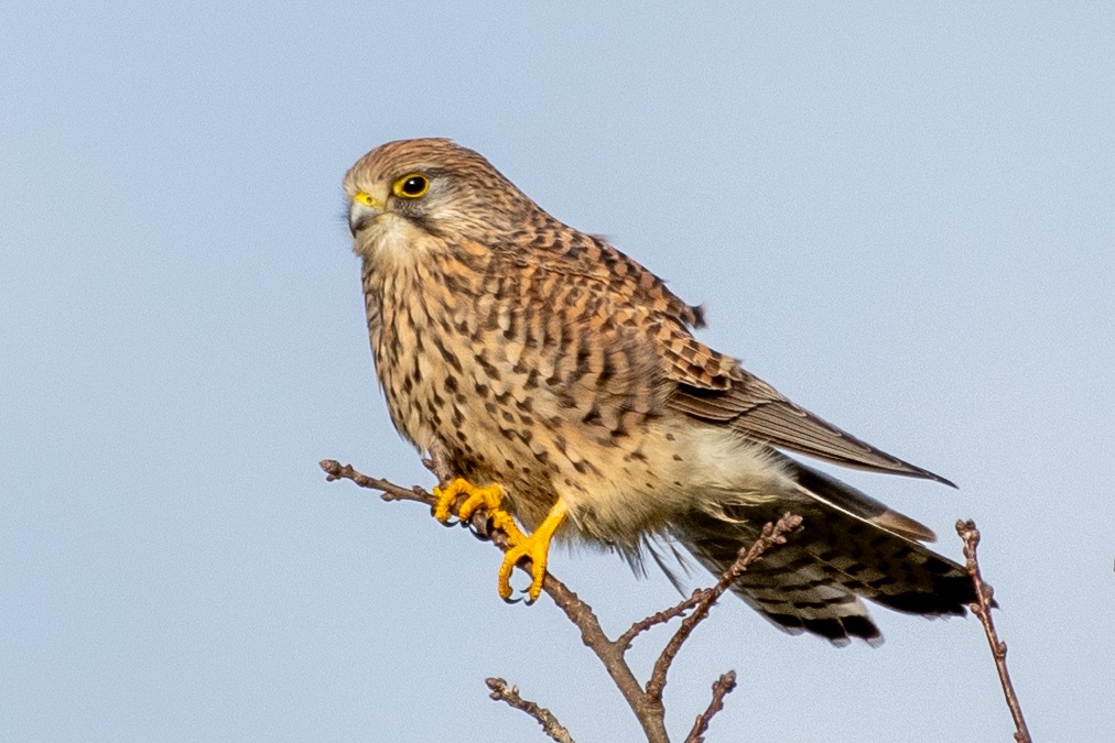 Planken Wambuis 2000