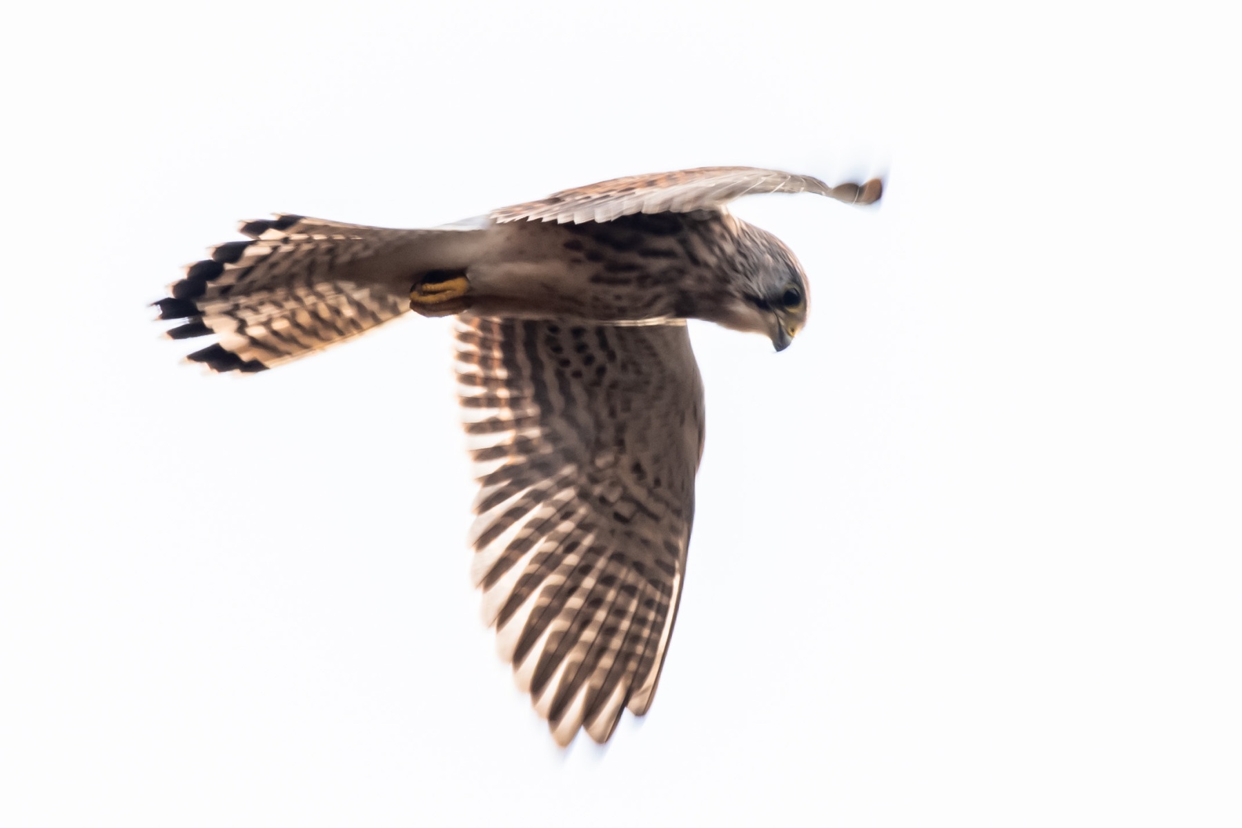 Planken Wambuis 2046