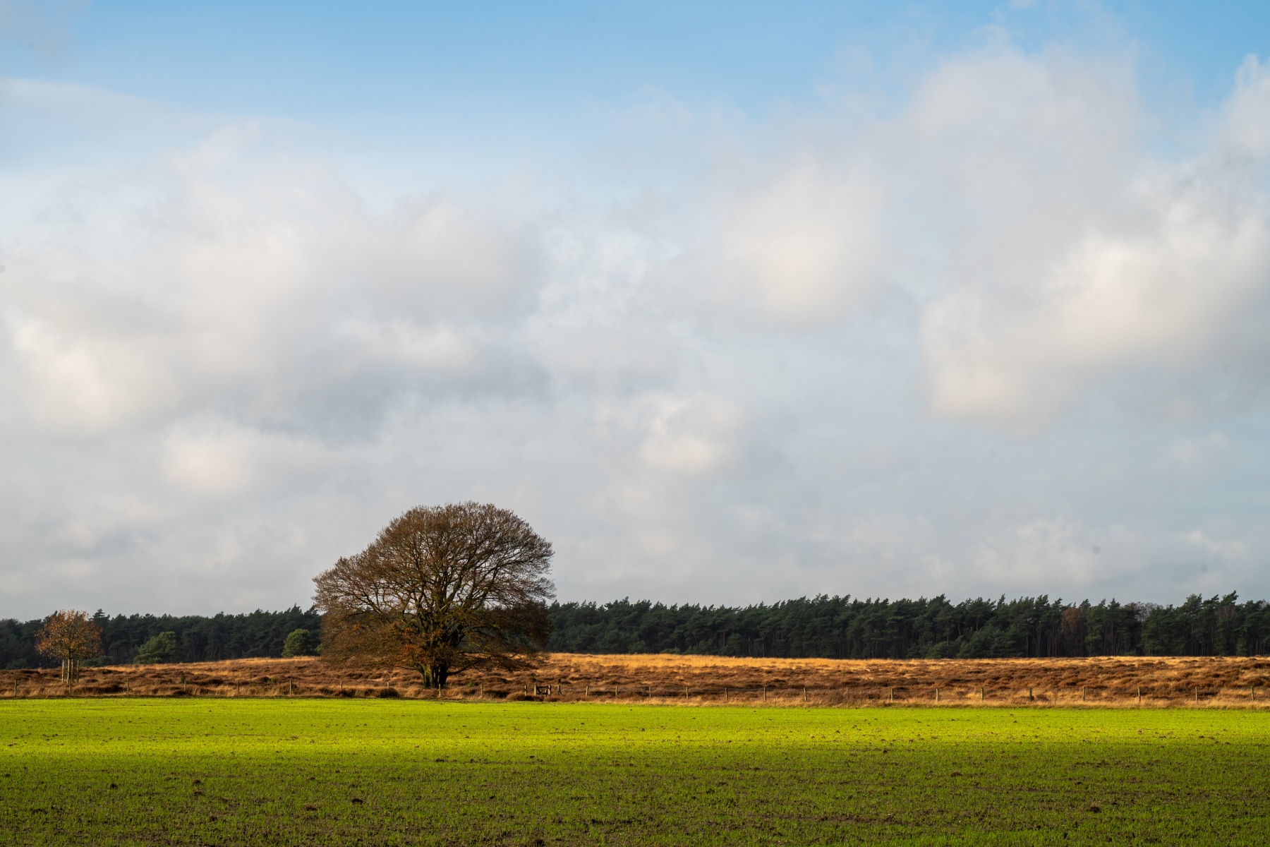 Planken Wambuis 8405