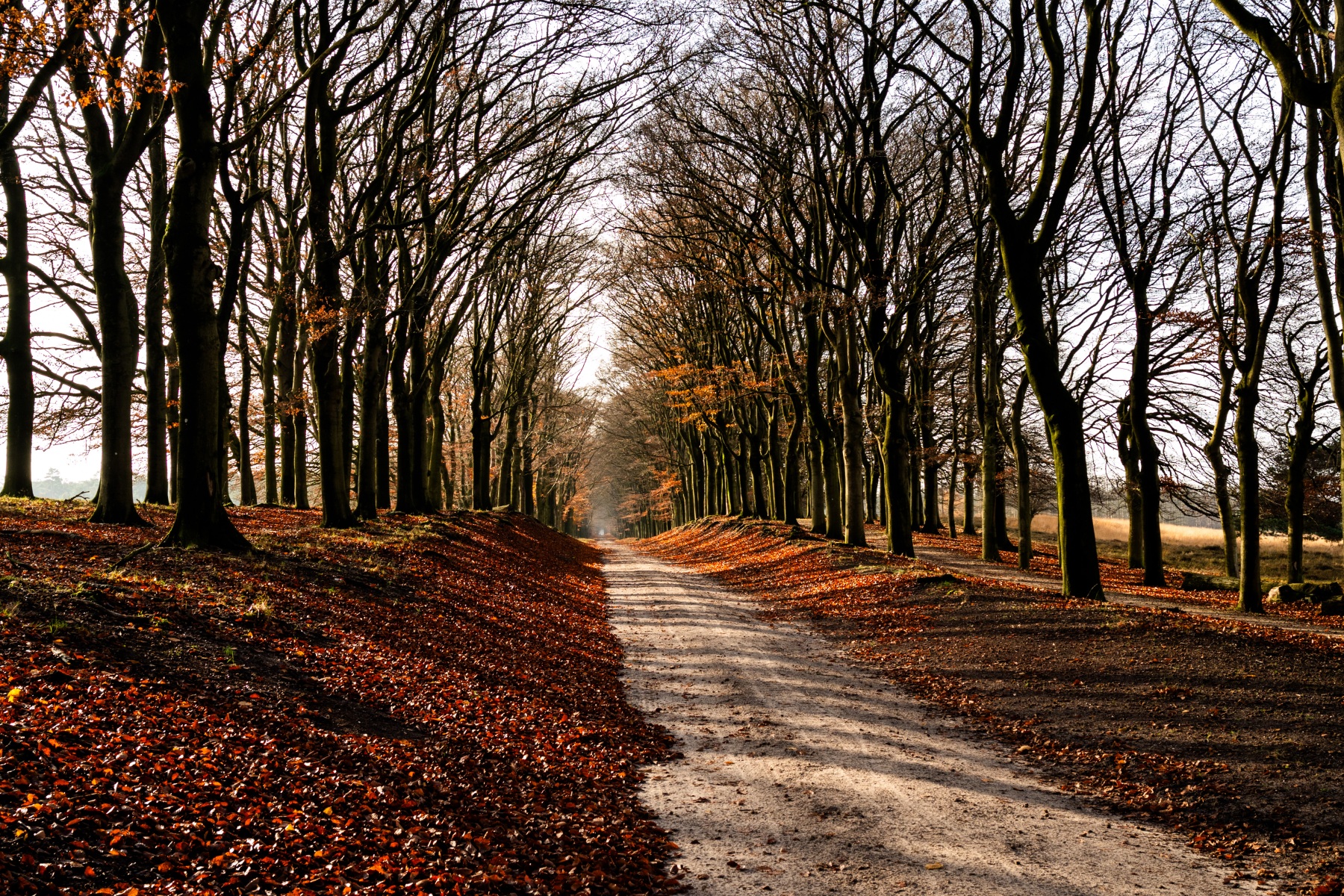 Planken Wambuis 8414