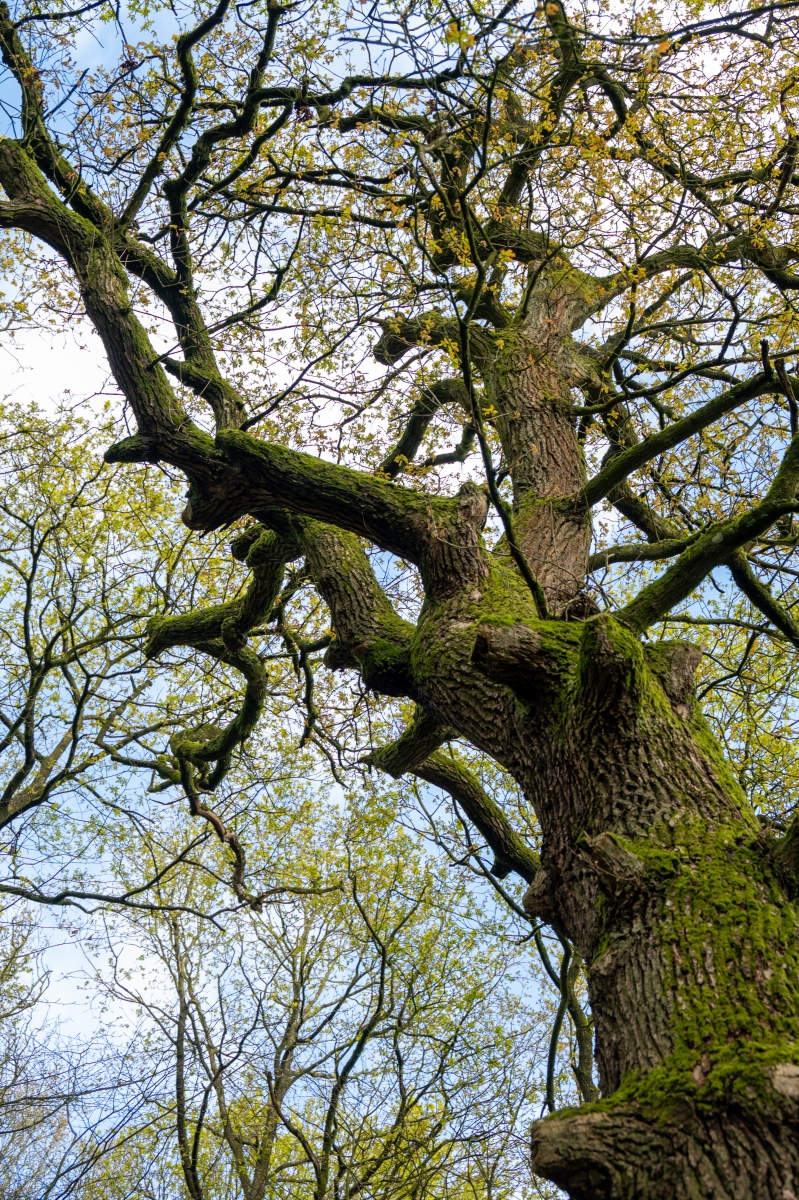 Renkums Beekdal 5658