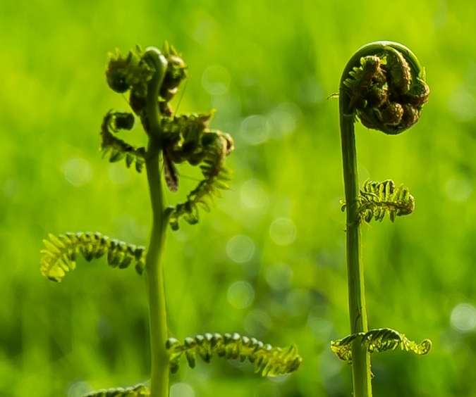 Renkums Beekdal 5664