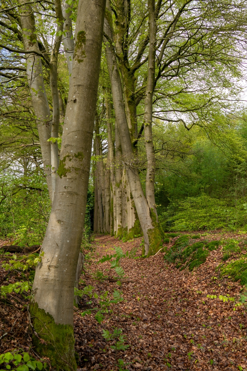 Renkums Beekdal 5673