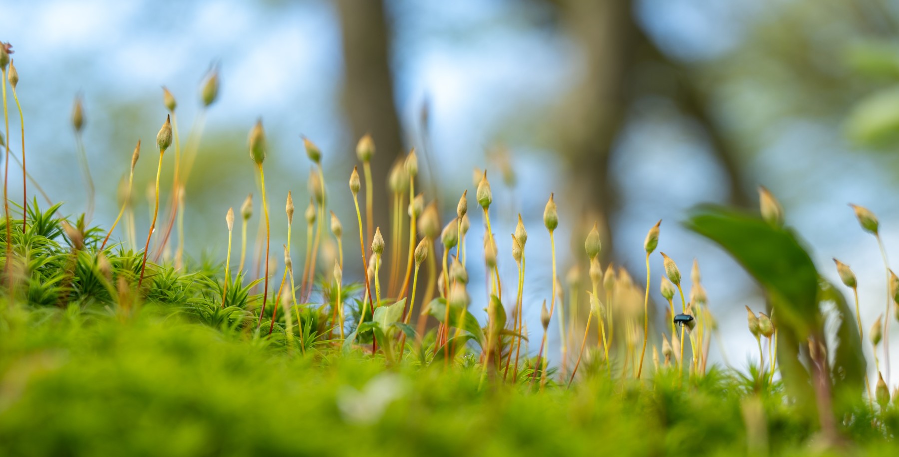 Renkums Beekdal 5676