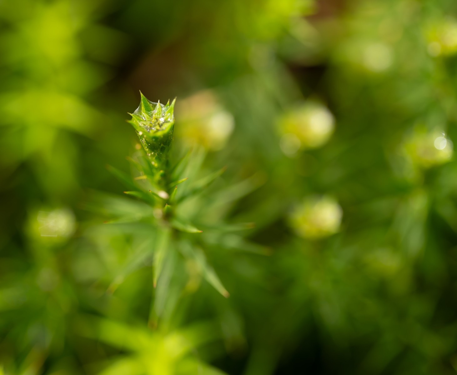 Renkums Beekdal 5692