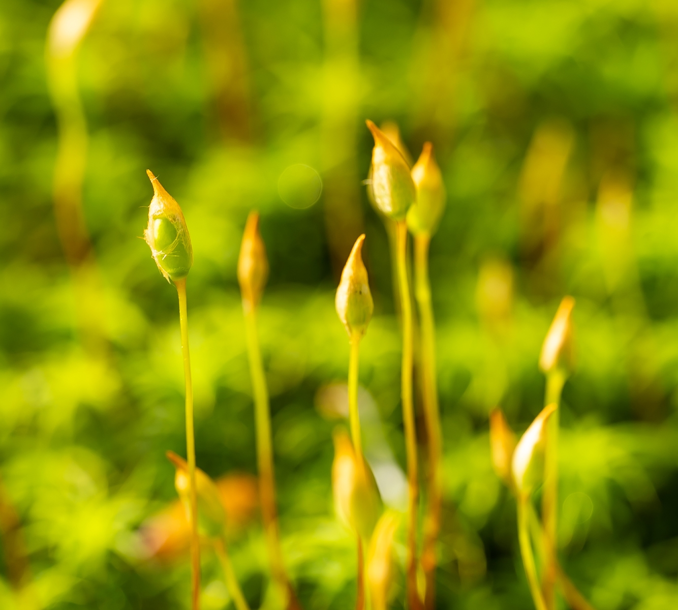 Renkums Beekdal 5694