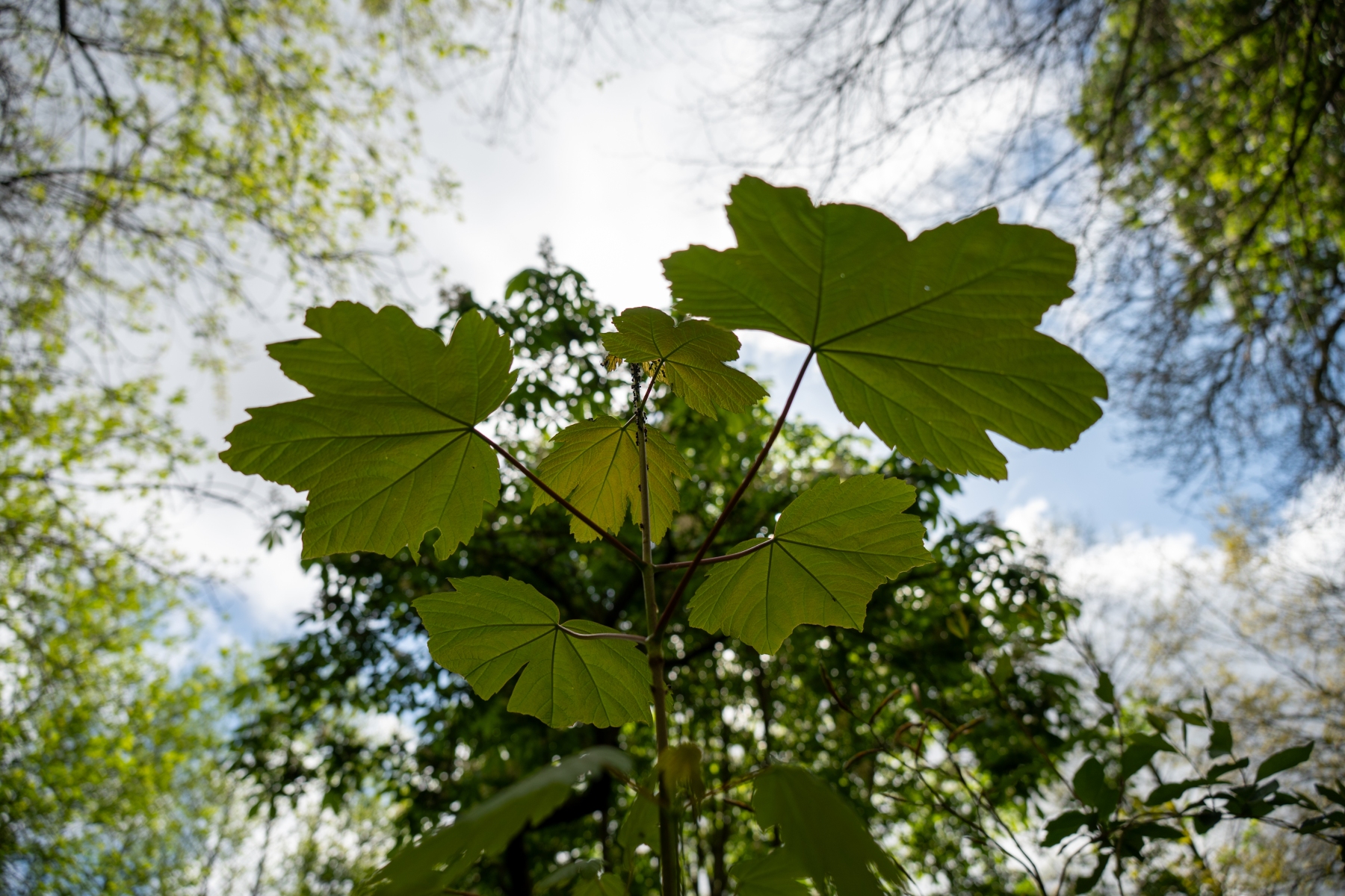 Renkums Beekdal 5709