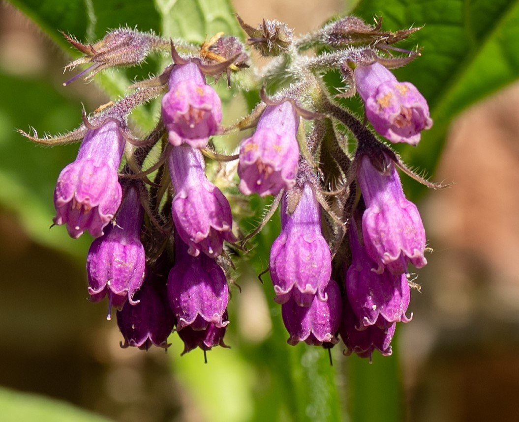 Renkums Beekdal 5743