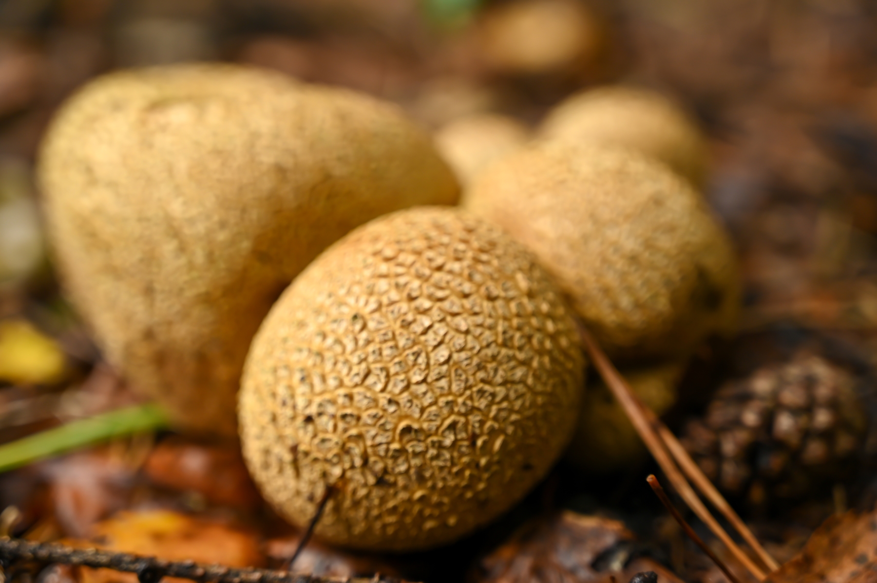 Rozendaaalse veld 0055