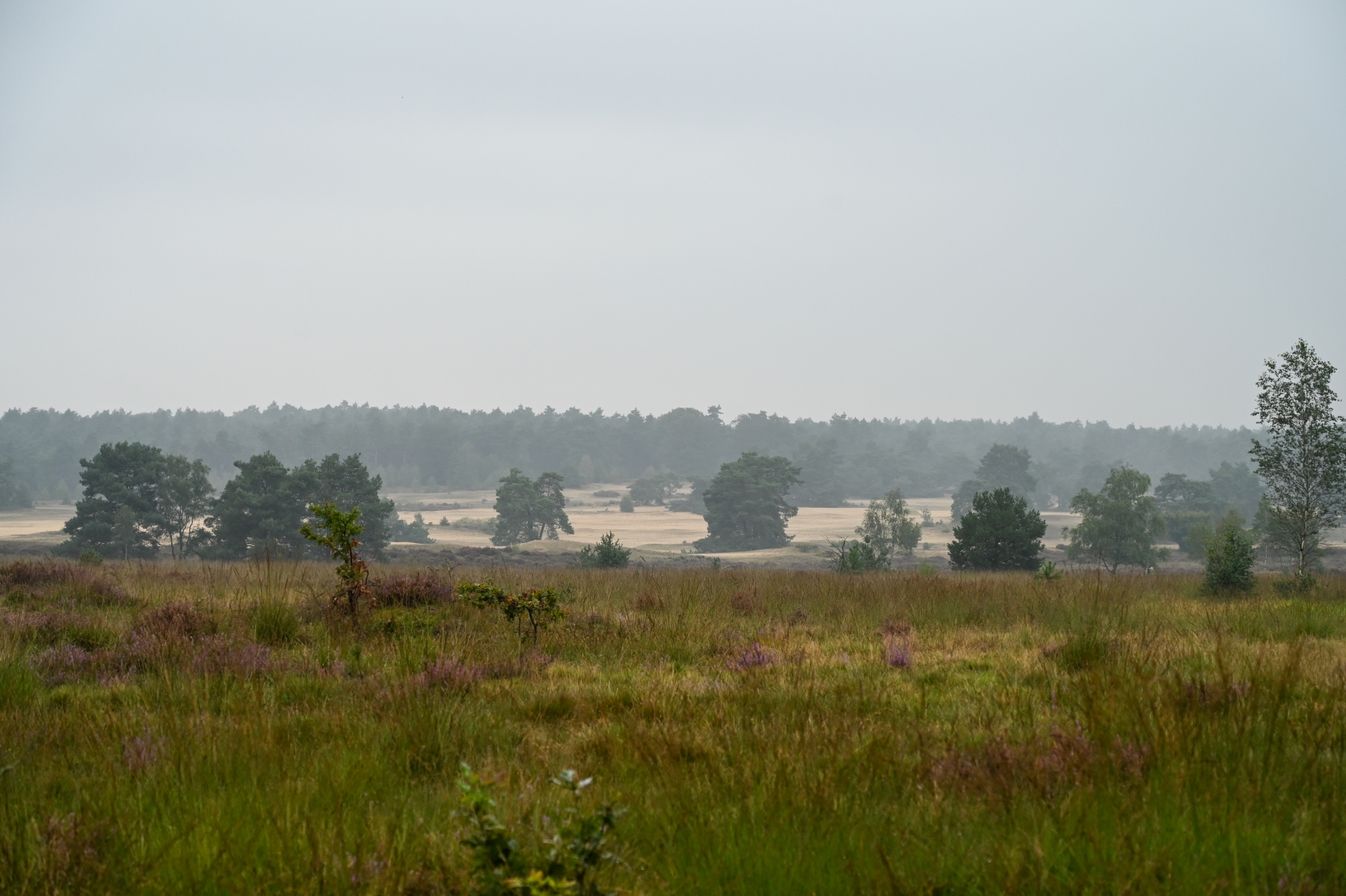 Rozendaaalse veld 0087