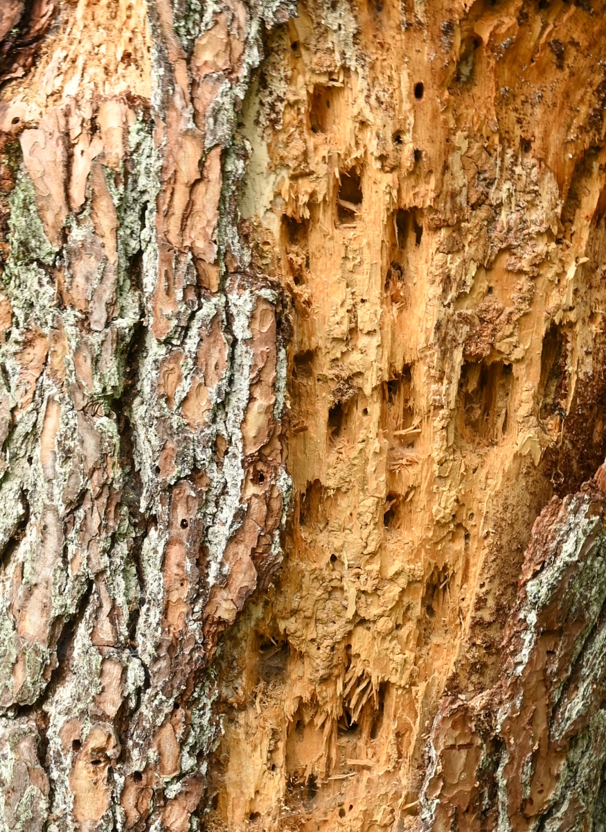 Rozendaaalse veld 0106