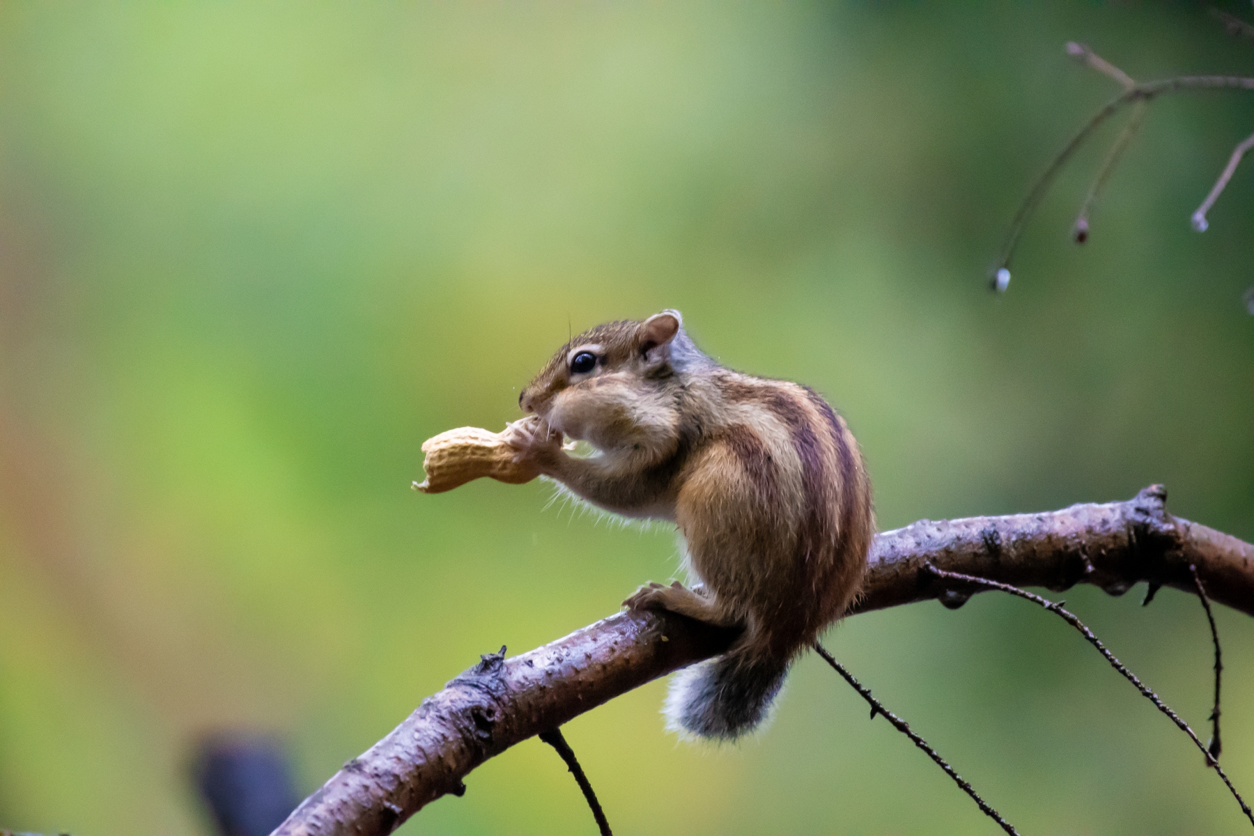 Siberische grondeekhoorn 8560
