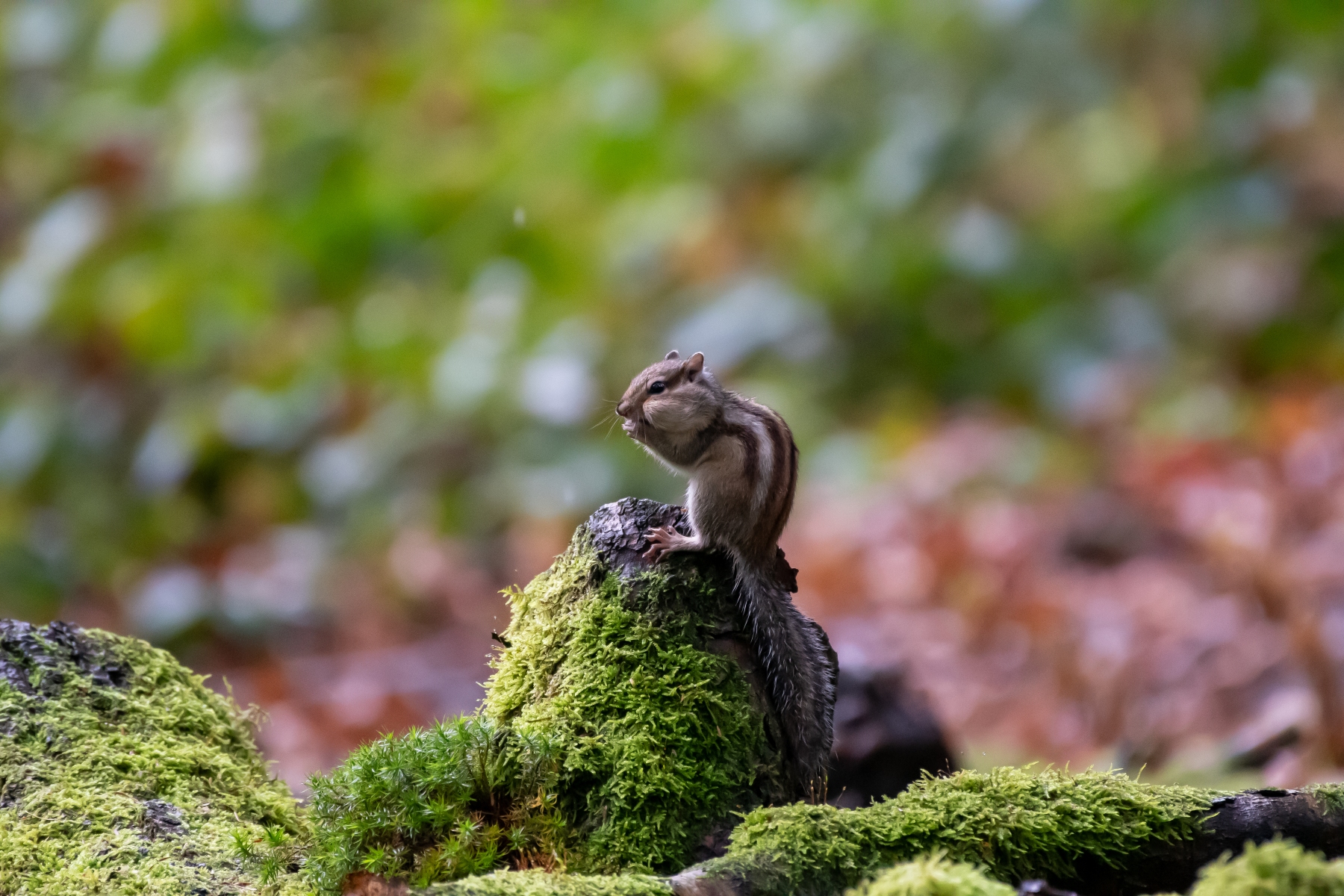 Siberische grondeekhoorn 8647