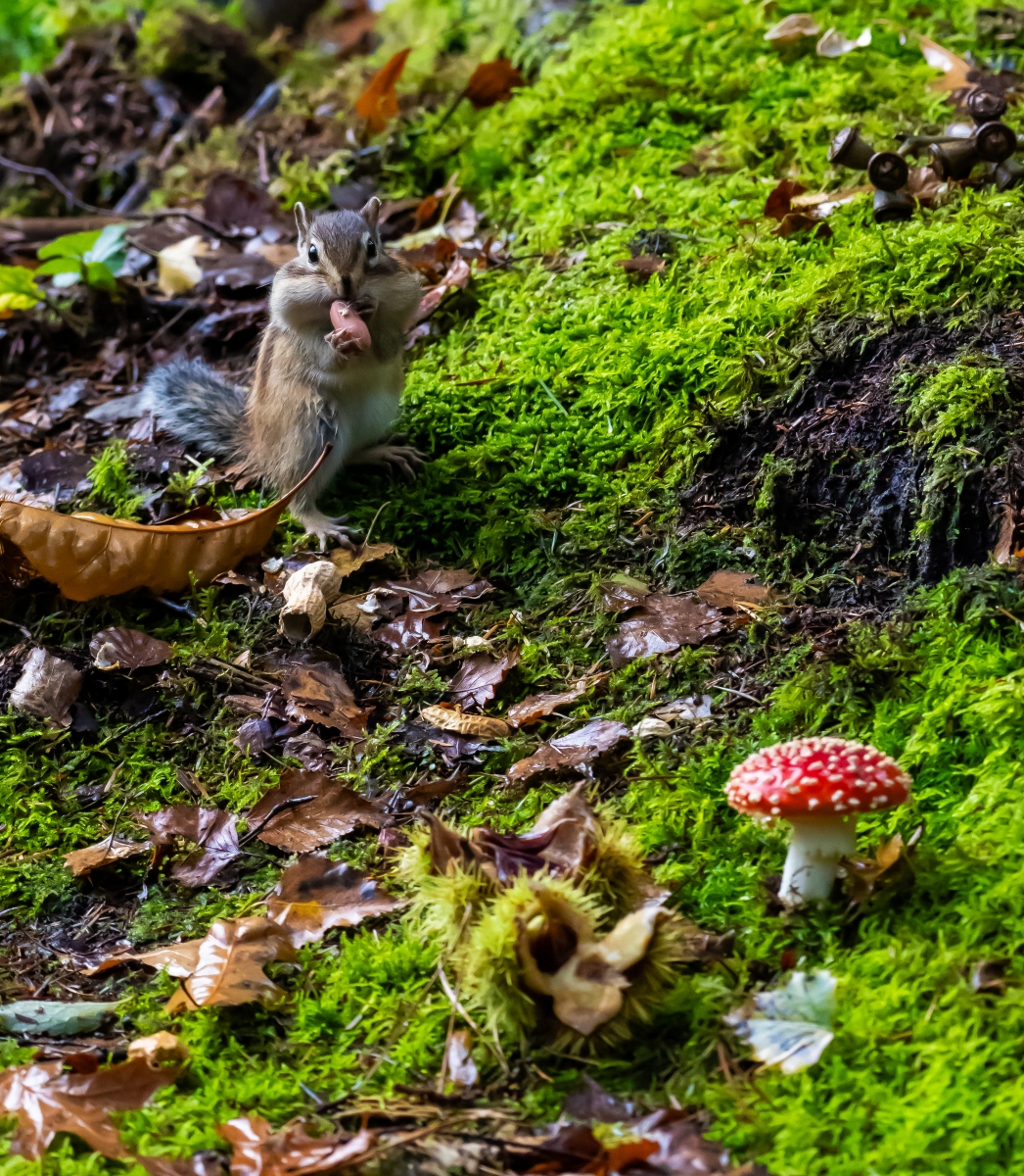 Siberische grondeekhoorn 8681