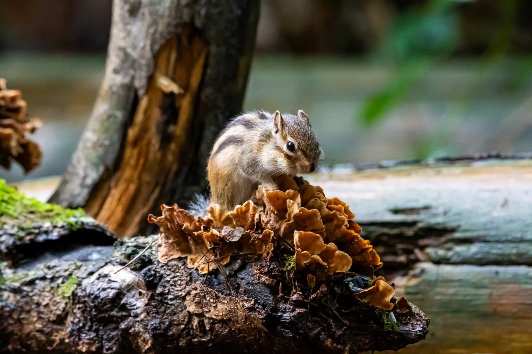 Siberische grondeekhoorn 8732