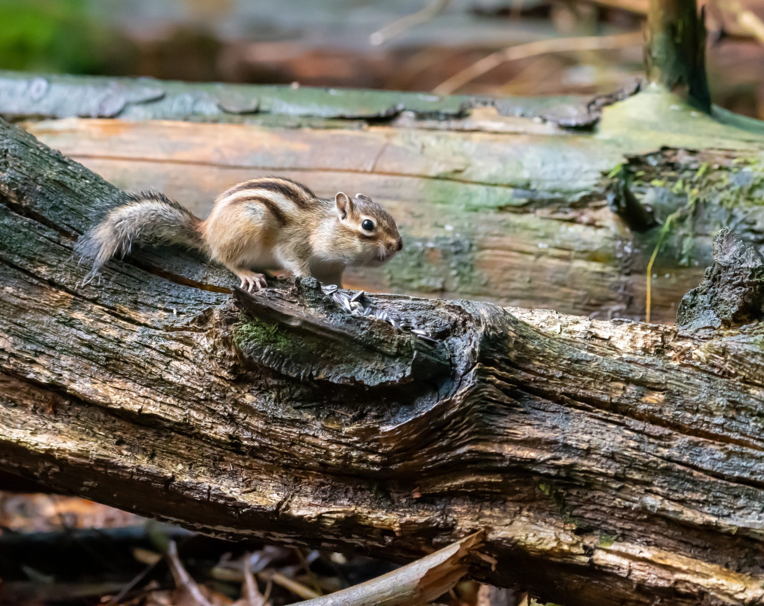 Siberische grondeekhoorn 8809